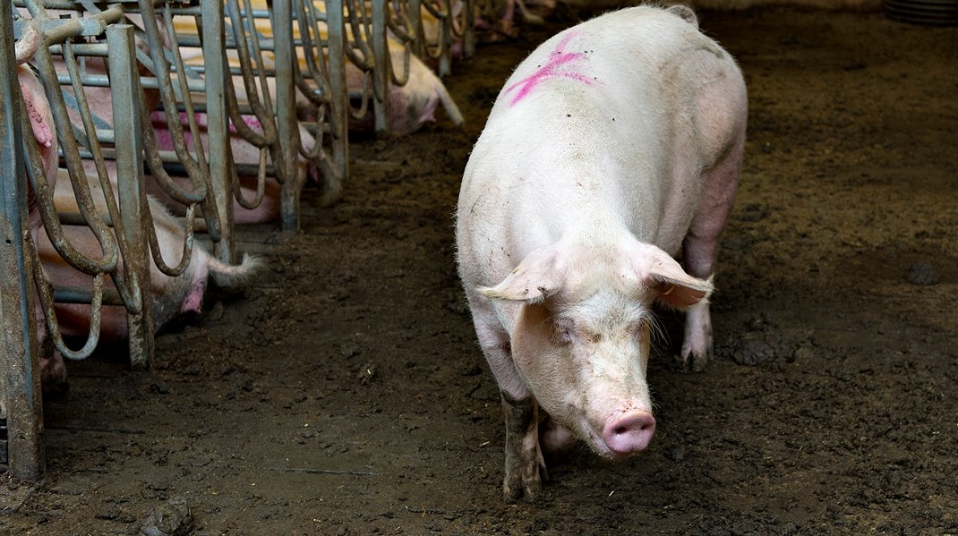 90 procent af landbrugets udledninger kan føres tilbage til animalsk produktion, skriver Elise Sydendal.