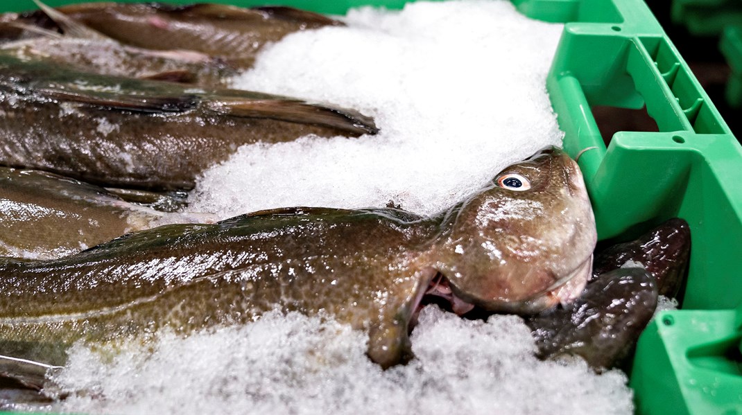 Ny aftale reducerer fiskekvoter i Østersøen massivt: 