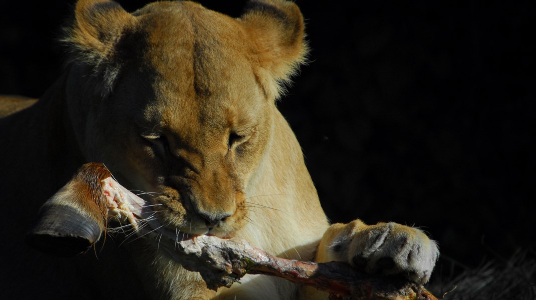 Odense Zoo: Dyrenes Beskyttelse er blinde for, at aflivning sikrer arternes overlevelse