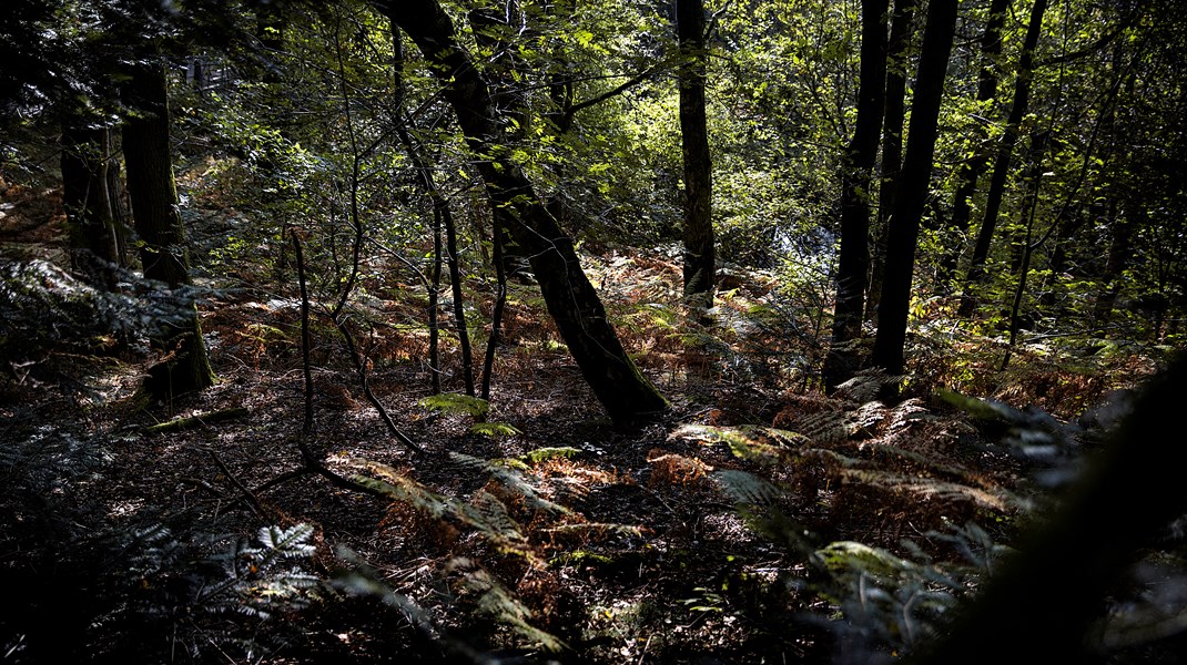 Urørt skov er et bidrag til at modvirke de menneskeskabte klimaforandringer fra allerførste dag, hvor skovrejsning i produktionsskov eksempelvis først gavner klimaet på længere sigt, skriver Rune Engelbreth Larsen. 