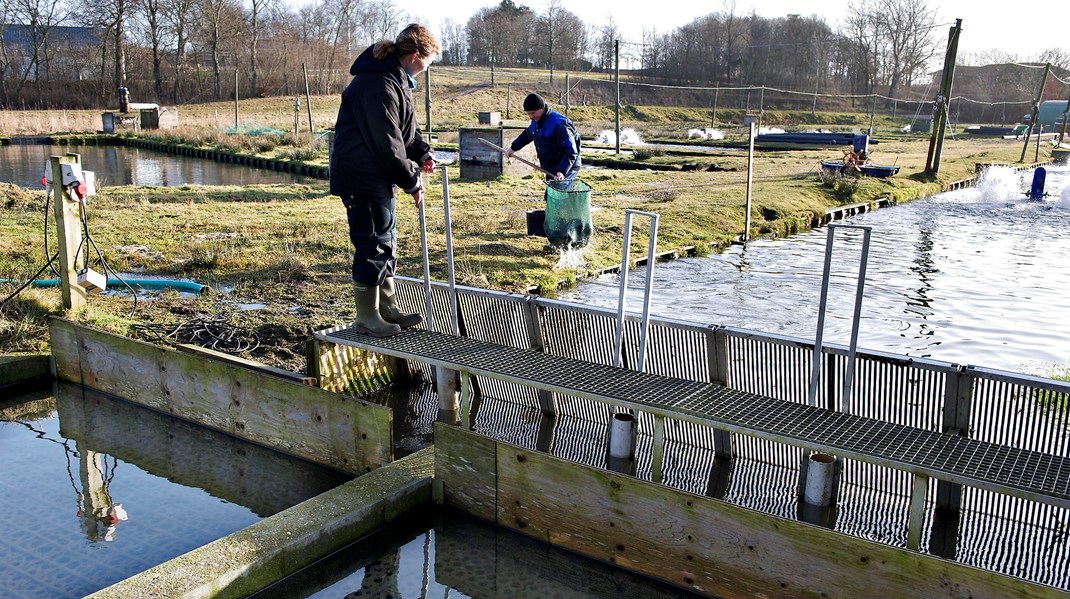 Regeringen ønsker mere landbaseret fiskeopdræt i Danmark, skriver Lisbeth Plesner.