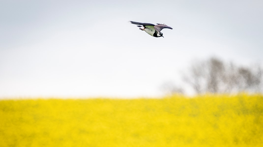 Radikale vil bruge finansloven til at styrke naturen i landbrugslandet