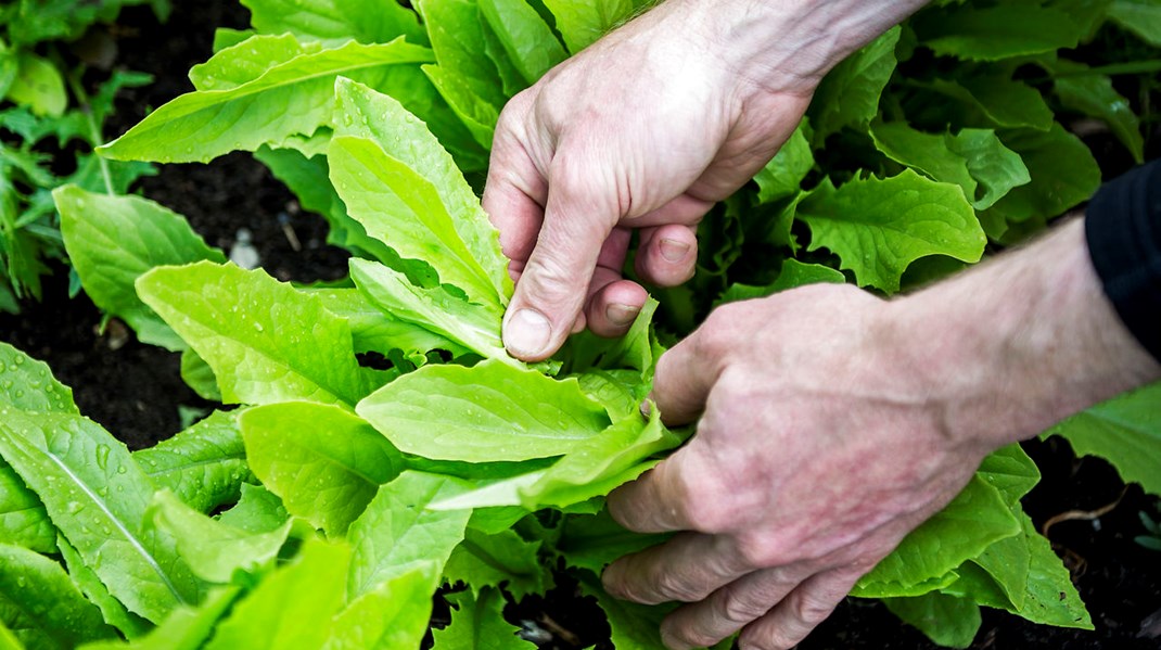 Dansk Vegetarisk Forening hædrer Årets Grønne Iværksætter