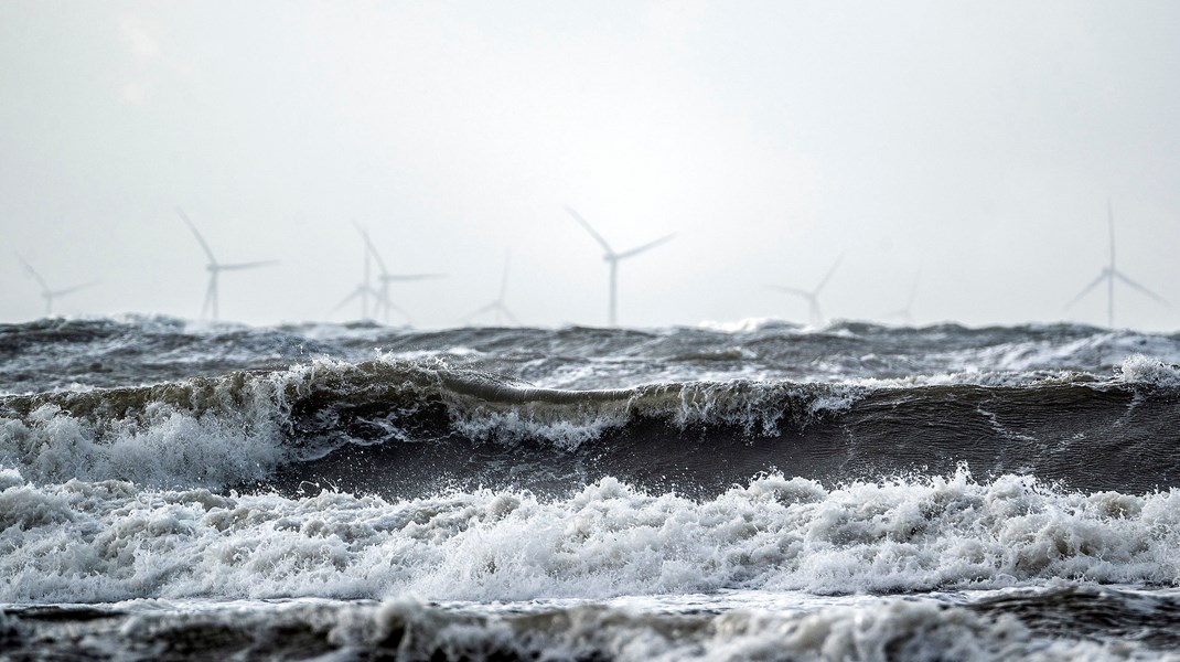 Havet er Danmarks sidste vildmark og en oase af biodiversitet, skriver Maria Reumert Gjerding og Sven-Erik Andersen.