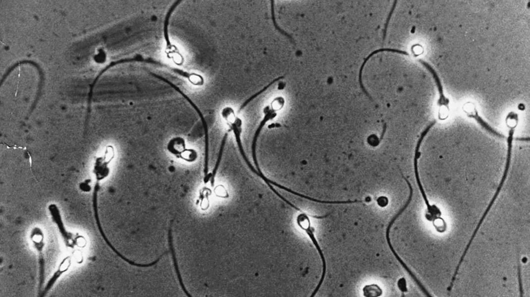 Fertiliteten er faldende i Danmark, og hormonforstyrrende stoffer er mistænkt for at være en del af problemet.