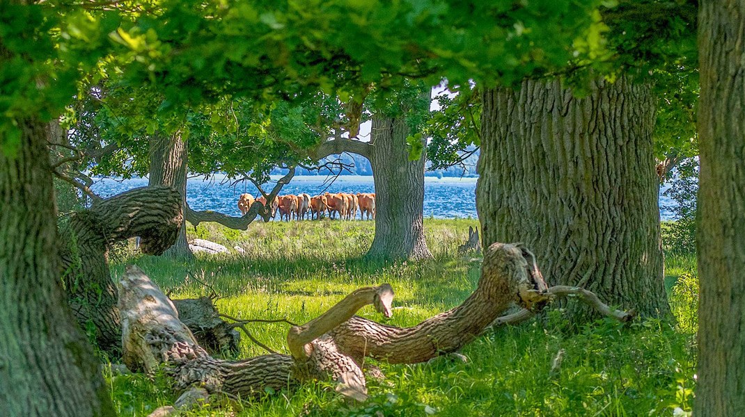 Rune Engelbreth Larsen: Fake news og egenkagemeling forstyrrer debatten om biodiversitet