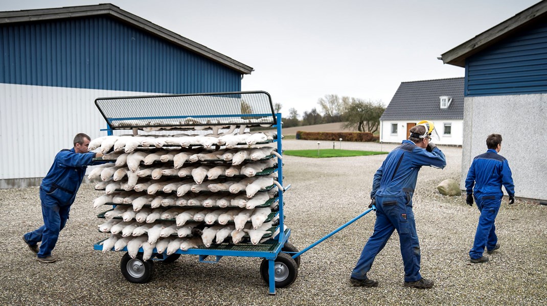 Minkerhvervet udledte årligt 171.000 tons CO2, hvilket svarer til udledningen fra 71.500 danske personbiler, skriver Christian Ege og Niklas Sjøbeck Jørgensen.