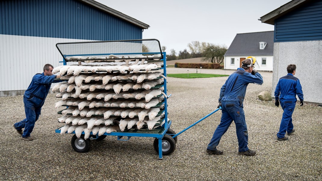 Rådet for Grøn Omstilling: Nedlukning af minkproduktionen bringer os tættere på vores miljøforpligtelser