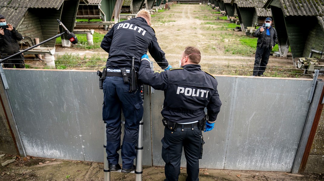 Politiet forsøger at få adgang til en smittet minkfarm tilbage i oktober 2020, da minkene skal aflives. 