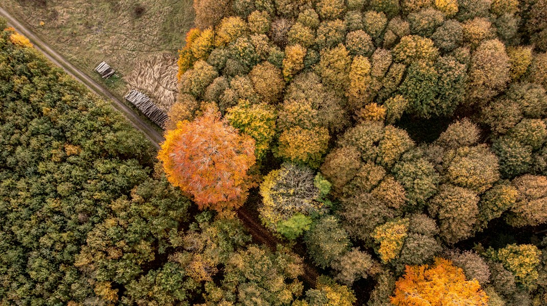 Greenpeace svarer træaktører igen: I vil snakke løsninger, men den løsning, I foreslår, er falsk