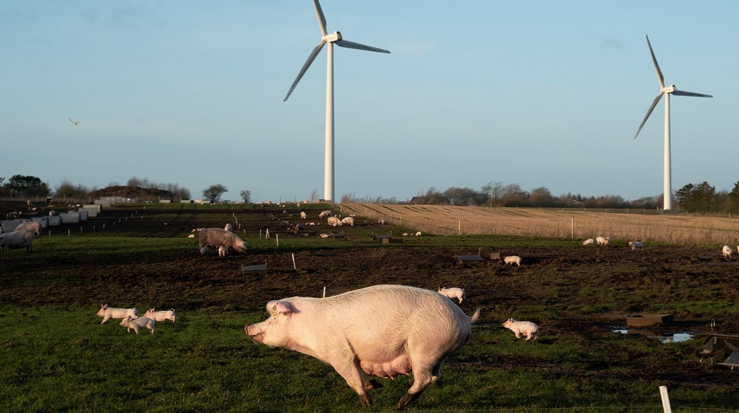 Økologisk Landsforening: Fokus på mere for mindre presser ikke blot dyrene, men også klimaet