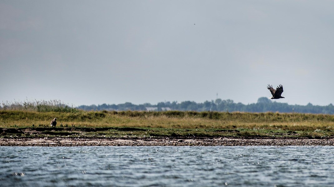 Forsker: Havplanen skal være en spareøvelse, hvor mennesket fylder mindre end naturen