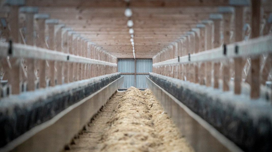 Tre minkvirksomheder har søgt om erstatning efter dvaleordningen. 606 har bedt omnedluknings erstatning, mens omkring 500 tidligere minkavlere stadig mangler at beslutte sig. Arkivfoto. 