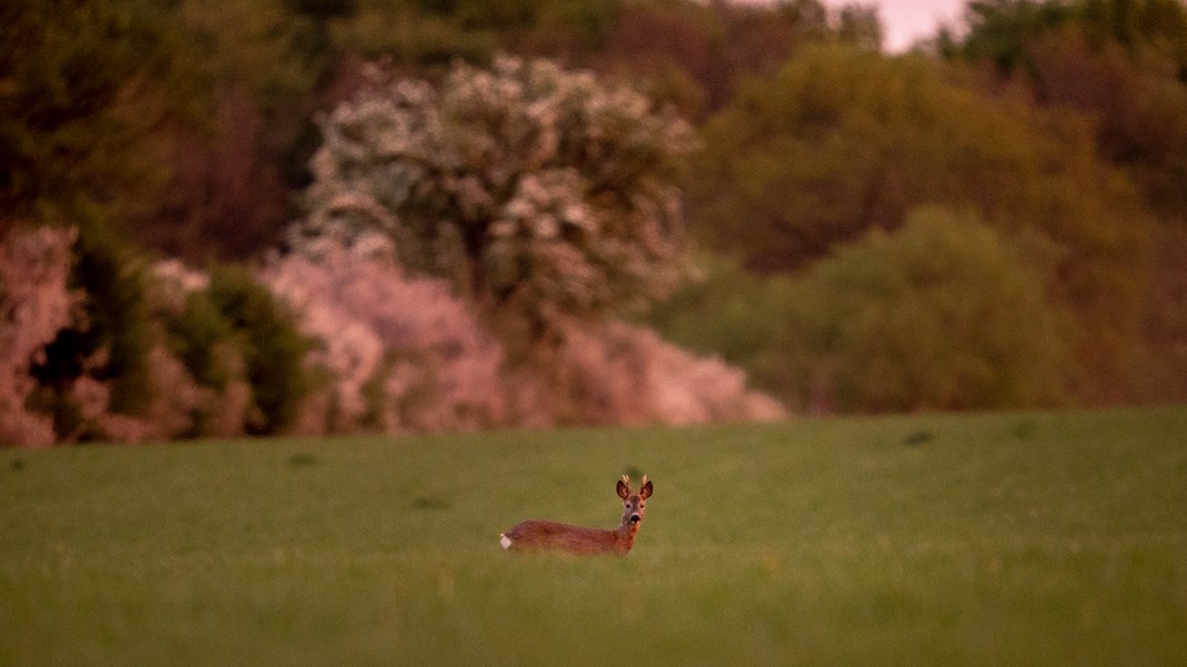 Dyrene i naturnationalparker vil beskyttes efter soleklar lovgivning, skriver Bo Håkansson. 