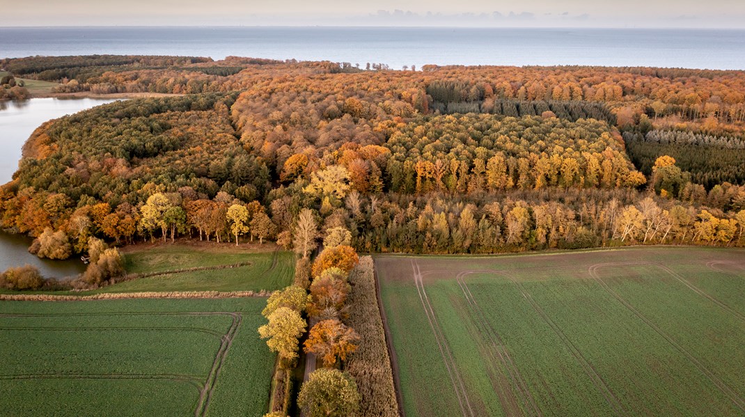 Alle de landmænd, der har lyttet til samfundets ønsker om mere natur og allerede helt frivilligt har anlagt småskove, læhegn, søer og andre naturtiltag, får absolut ingen anerkendelse for at gøre det, skriver Henrik Bertelsen.