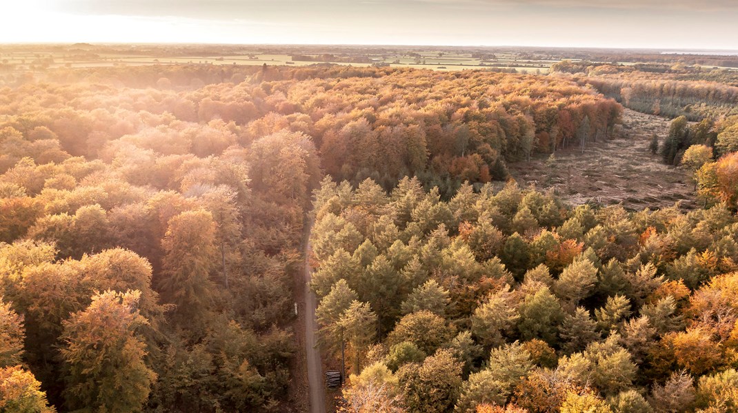 Pensionskasser vil kunne eje og drive klimaskove 