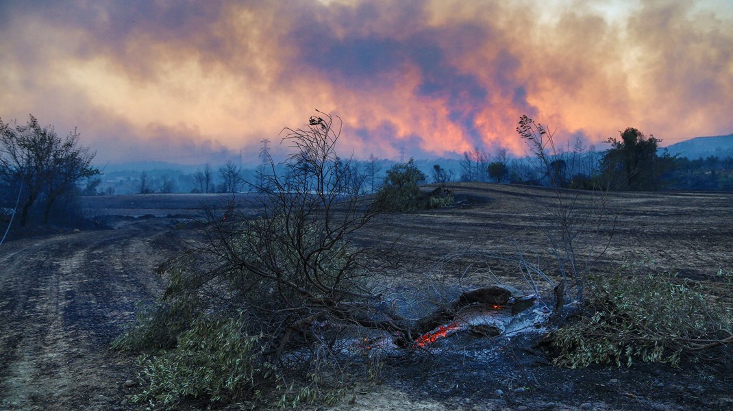 En udvandet EU-lov mod afskovning er ikke løsningen på at begrænse konsekvenserne af krigen i Ukraine. Fødevaresikkerheden kan sikres gennem grønne tiltag, skriver Greenpeace, Verdens Skove, Nyt Europa og Verdensnaturfonden.