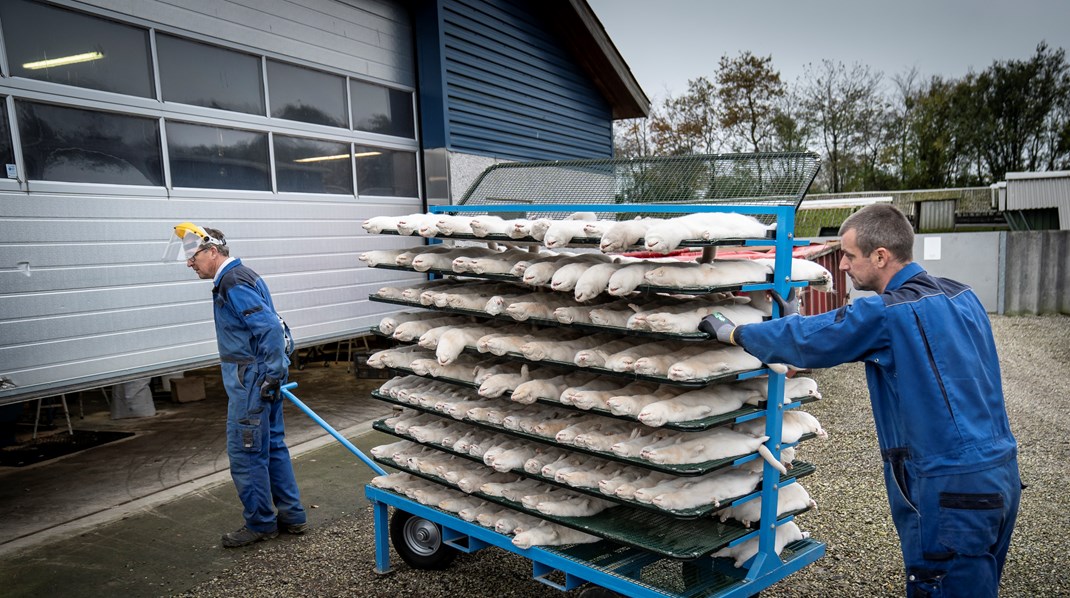 Mink aflives og pelses på minkfarm ved Næstved i november 2020. Mandag er SSI klar med sin vurdering af, om det igen er sundhedsmæssigt forsvarligt at avle mink i Danmark mandag. Arkivfoto.