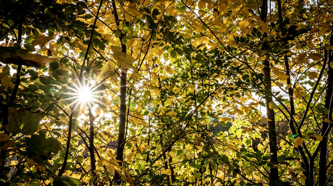 Ny temadebat: Hvad betyder skovrejsning egentlig for klimaet og biodiversiteten?