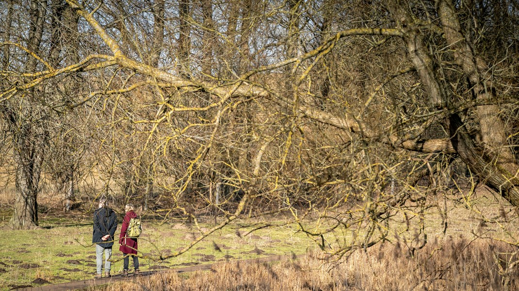 Skovrejsning og skovdyrkning er dårligt for biodiversiteten, og meget af den skovrejsning, som foregår i dag, er greenwashing, hvor kapitalstærke virksomheder og fonde lokkes til at investere i skovbrugssektoren på falske præmisser, skriver Rasmus Ejrnæs.