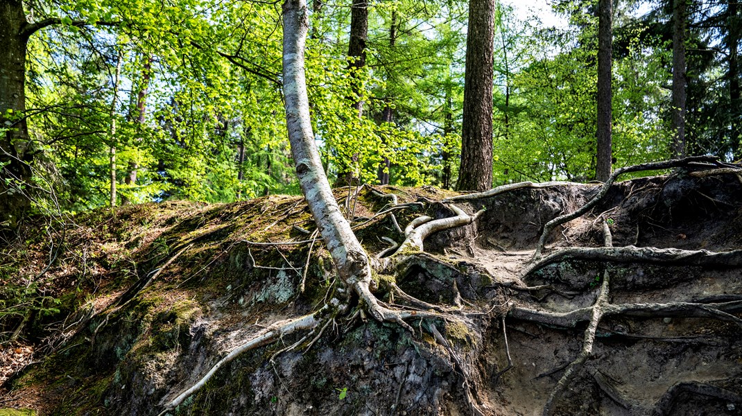 Greenpeace: Vores skove er udpinte. Lad os beskytte og gendanne dem, før det er for sent