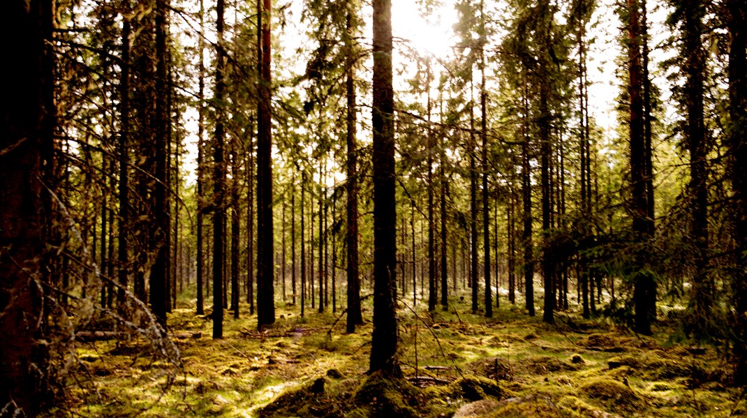 Forskere: Skovrejsning kan gavne både klimaet og biodiversiteten, hvis vi forvalter skovene rigtigt