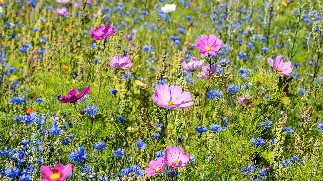 Vild Med Vilje: Vilde blomster i rabatter og rundkørsler er langt fra nok til at redde biodiversiteten