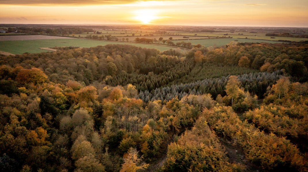 Der er flere grunde til, at skovrejsning er godt for klimaet, men mere skov alene kan ikke reducere vores CO2-udledninger nok, og giver os heller ikke nogen reduktion her og nu, skriver Jette Bredahl Jacobsen.