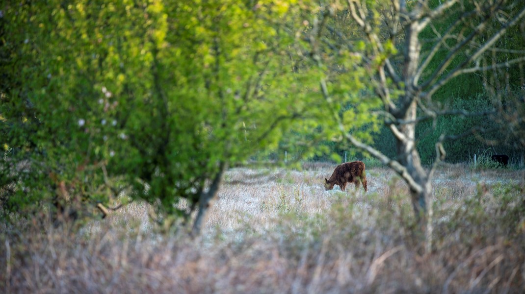 Med muligheden for pålagt naturpligt på et areal vil man få et retligt instrument, der permanent kan reservere arealet til naturformål underlagt myndighedernes kontrol, skriver forskerne.