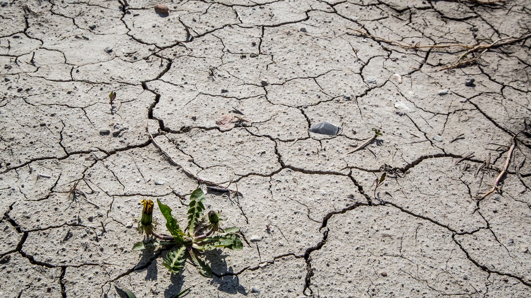 Kirkeorganisationer og klimainstitut: 10 gode grunde til at tænke kirken ind i klimakampen