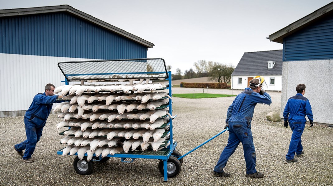 Alle danske mink blev aflivet i slutningen af 2020 på grund af coronapandemien. 