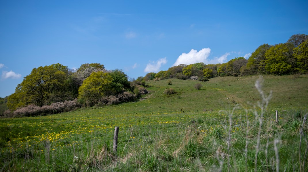 V kritiserer forhold for dyr i vild natur, men nedtoner problemer i svinestalde: 