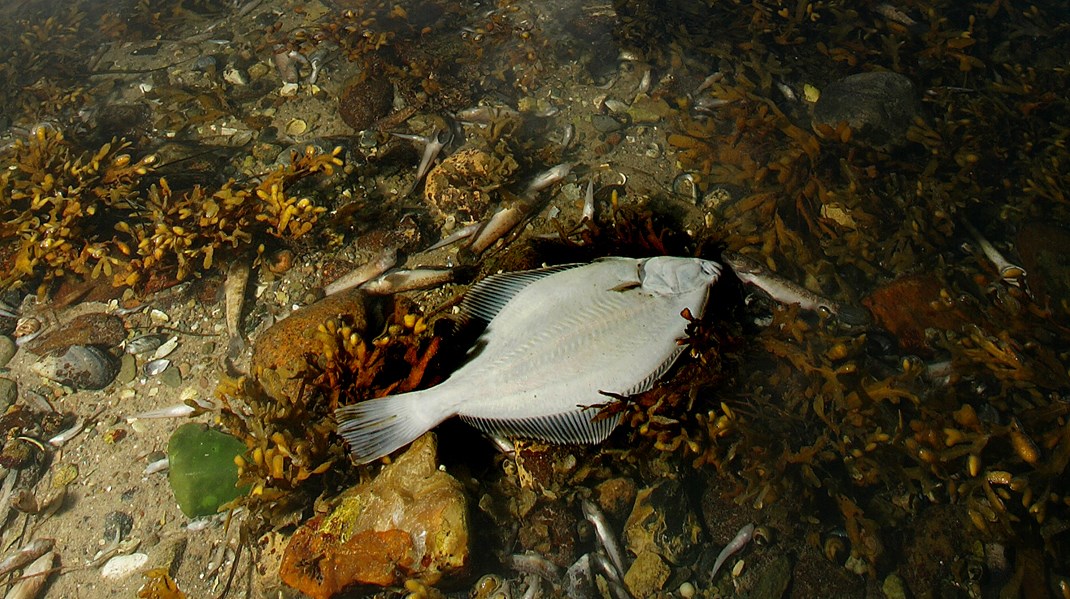 2002 er med længder året med mest udbredt iltsvind de seneste 30 år. Her ses døde fisk i Aarhus Bugt.