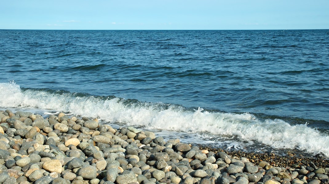 DN: Biodiversitetskrisen i havet kræver omgående handling