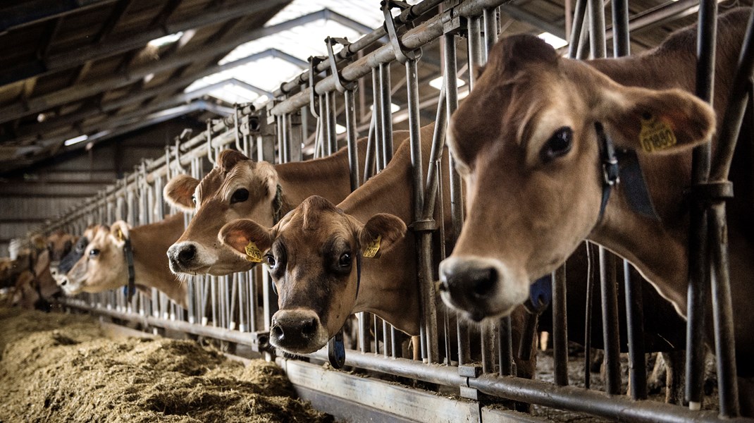 Danske bioløsninger til foder kan mindske klimaaftrykket fra den animalske produktion i USA markant. Det eksportpotentiale skal statsministeren huske, når hun i denne uge rejser til USA, skriver Kristian Hundebøll og Flemming Nør-Pedersen.