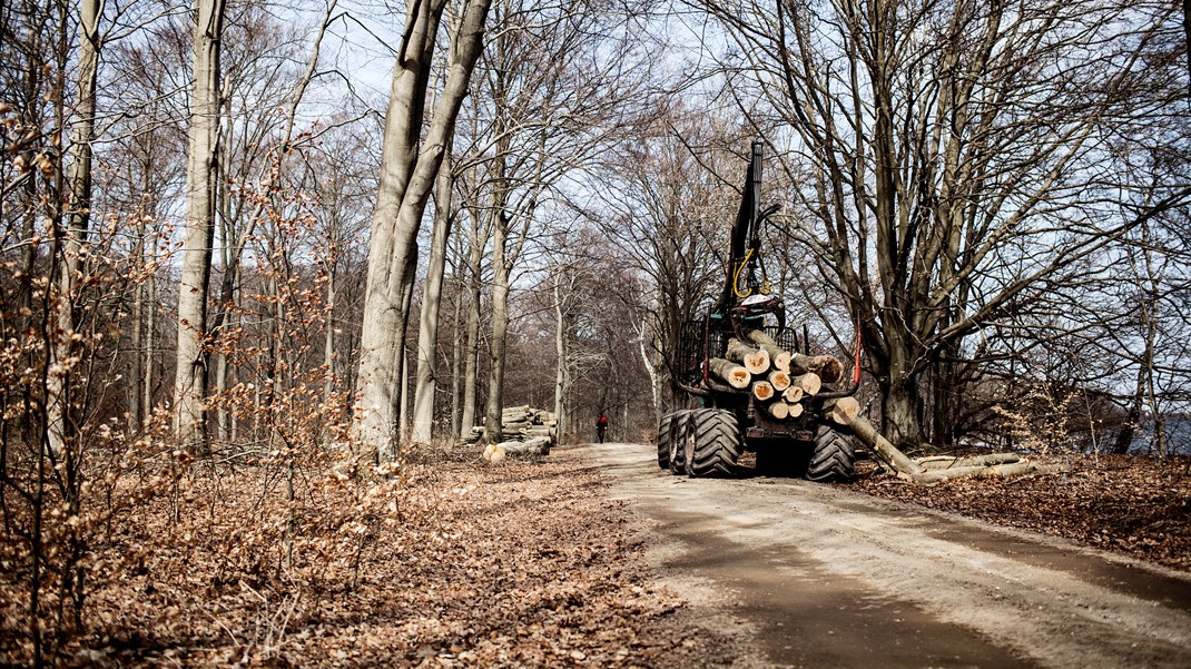 Træbranchen før høring: Øget skovrejsning er afgørende for et klimaneutralt Danmark