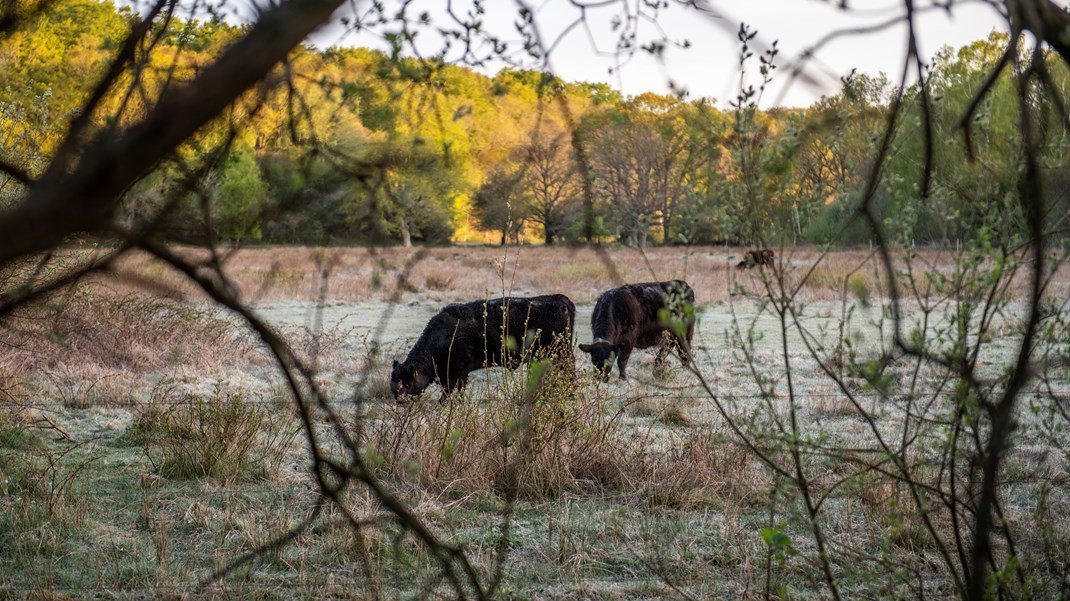 Loven hjælper ikke naturen, fordi den gør det fristende at have dyrene stående tæt på gården i en lille, overskuelig fold, i stedet for på åbne, naturrige marker, skriver Rasmus Ejrnæs og Camilla Fløjgaard.