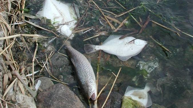 Ved et kraftigt iltsvind
frigiver havbunden den stærkt giftige svovlbrinte, der slår fisk højere oppe i
vandet ihjel. Nogle gange ser man døde fisk ligge ved strandkanten som her i
Mariager Fjord i 1997. Men ofte er død og ødelæggelser skjult under havoverfladen. Ved
det størst registrerede iltsvind i 2002, beregnede forskerne, at der døde
bunddyr med en samlet vægt svarende til vægten af den danske befolkning.