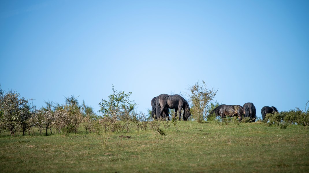 Måling: Vælgerne er langt mere bekymrede over klimakrisen end naturkrisen