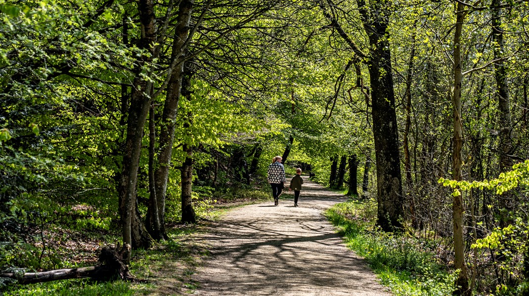 Leder af Danmarks Naturfond træder tilbage