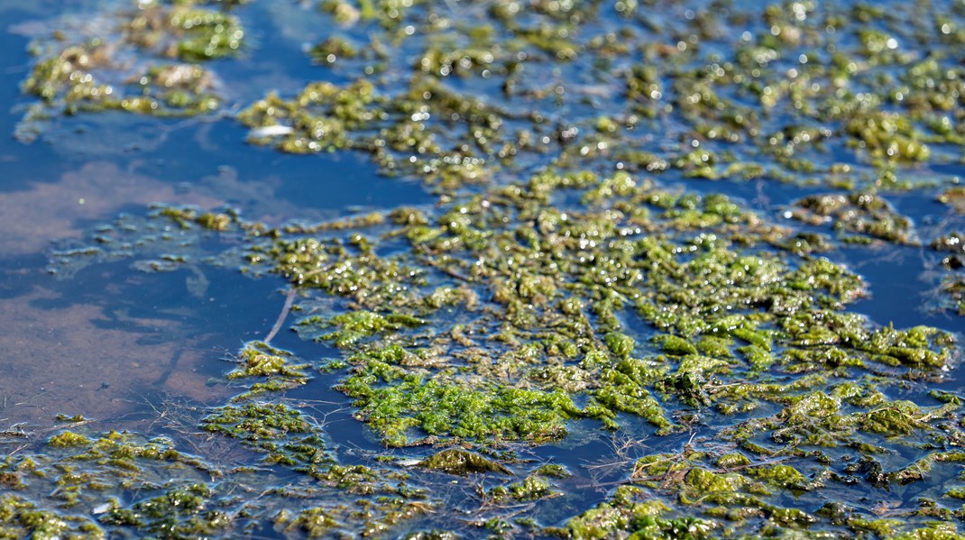 Greenpeace: Marken er mejet og havet er dødt – men miljøkatastrofen i Danmark får ingen opmærksomhed