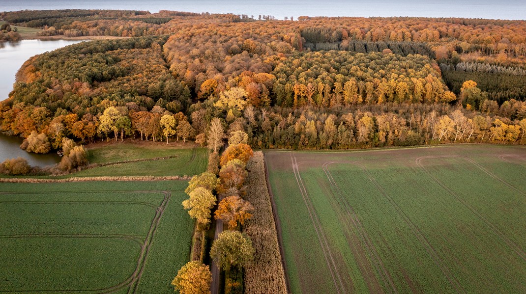 Grønne organisationer: Et nyt Folketing må omstille landbruget til langt færre kvæg og svin