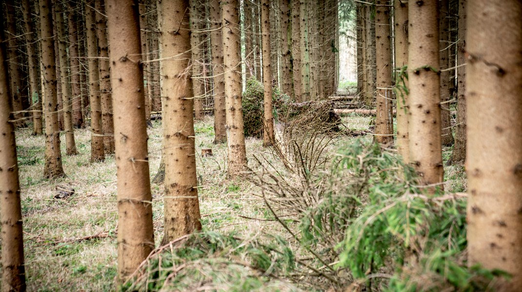 I alle tilfælde fordres en faglighed til at varetage projektplanlægning, der rækker mere end 100 år frem i tiden. Det er også tilfældet for skov- og naturudvikling, skriver Rasmus Kjær. 