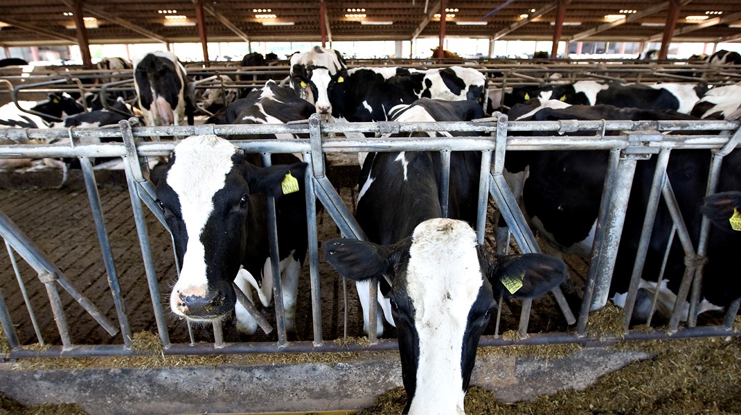 Mælkeproducent: Brug gulerod fremfor pisk i landbrugets grønne omstilling