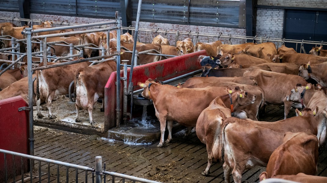 Det er især udledningerne fra den animalske produktion, der står for landbrugets klimaudledninger. 