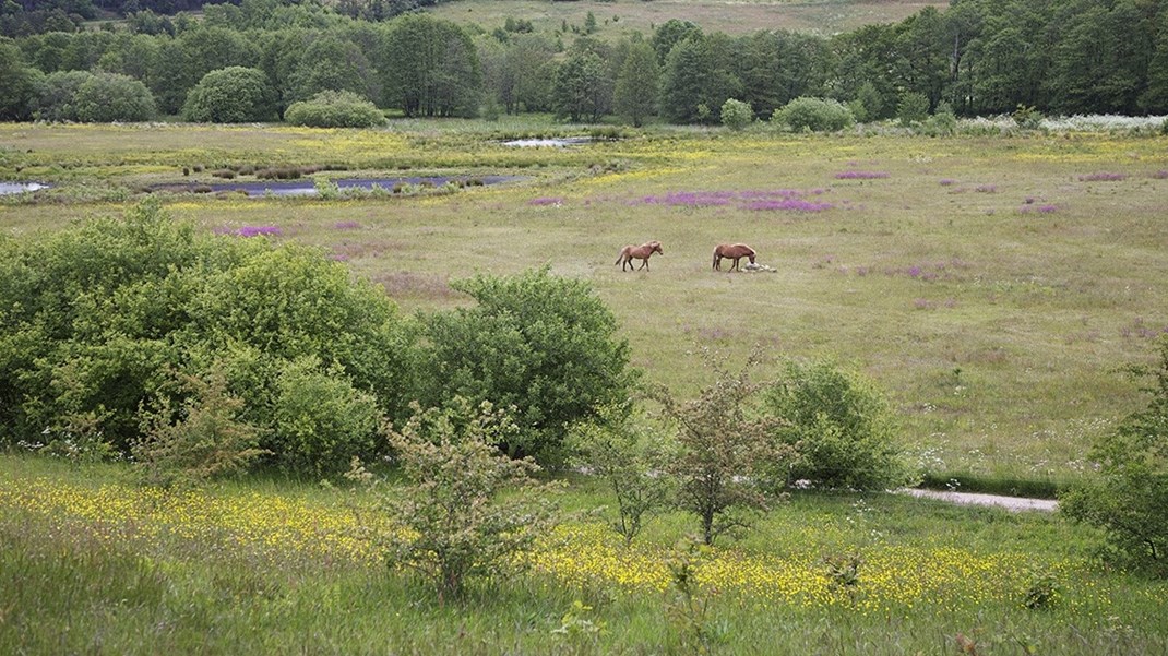 Der er meget lidt beskyttet natur i Danmark, viser ny rapport.