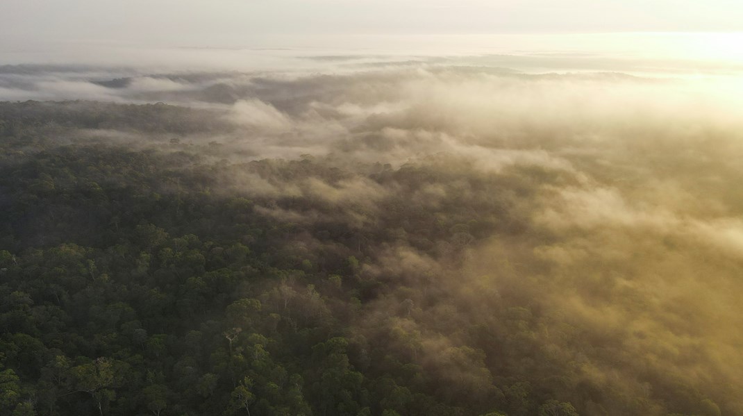 Mens vi taler om at redde klimaet, er naturen på randen af kollaps