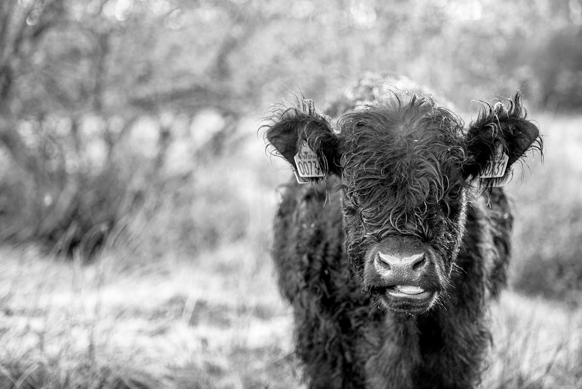 Molslaboratoriet begyndte deres rewilding-projekt i 2016, som indebærer at en gruppe særligt robuste heste og køer lever så vildt som muligt i et afgrænset område i Mols Bjerge.