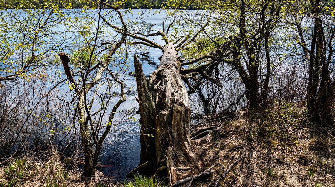 PensionDanmark: Biodiversitet skal på dagsordenen hos virksomheder med stor naturberøring