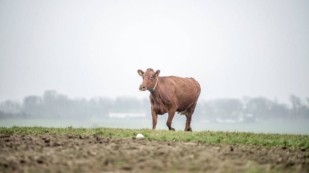 De danske mælkeproducenter har på eget initiativ sat en stopper for aflivning af kalve, og aldrig før er så mange kalve vokset op og slagtet i Danmark, skriver Per Olsen.